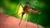 mosquito_sick.jpg